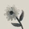 Rudbeckia