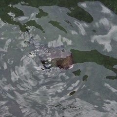 Stranded highly deep
