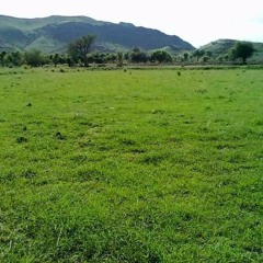 Riesian