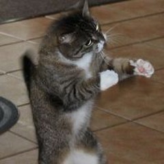 Đặng Nguyễn Thái Hoàng