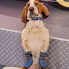 hubert