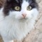 Romeo