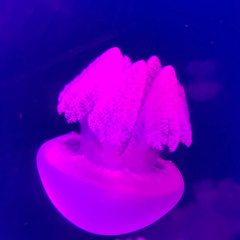 Plastisizer
