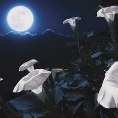 Solanaceae