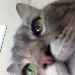 Jimbabwe