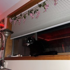 wicccatt