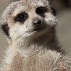 誰かにレバショ挿れたいな笑