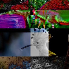 birdsimulation