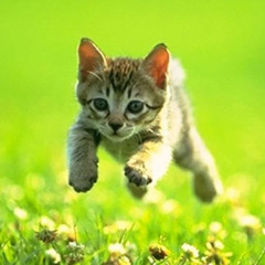 Cat jumping thru grass