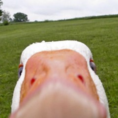 shaun