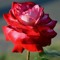 Mohit A