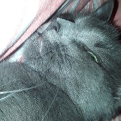 NOOR