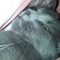 NOOR