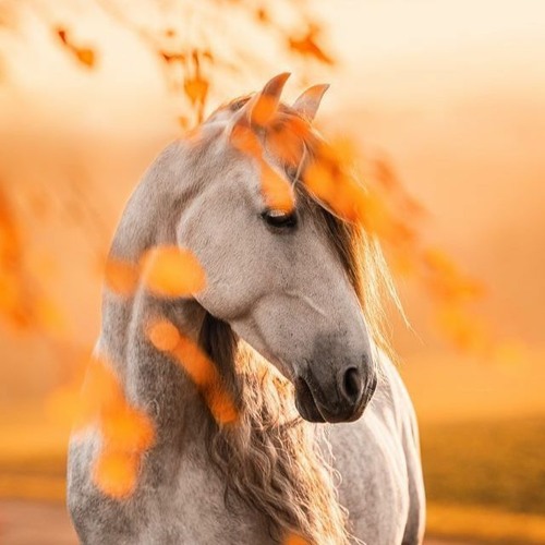 Horses for life’s avatar