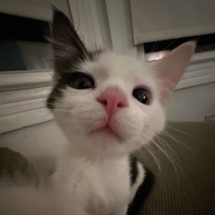 Katosik