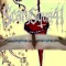ScarySquad41#ТемныеВечные