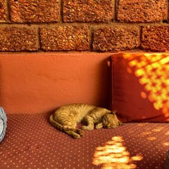 Shena