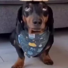 DogBalancingRiceCakesOnItsHead