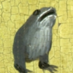 Bosch Frog