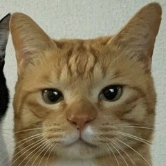 민애옹숨겨