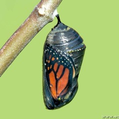 Chryzald