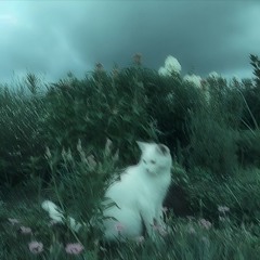 𝑵𝒊𝒂☆