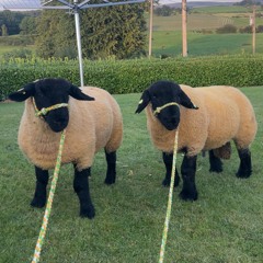 laura Mccabe🐂🤠