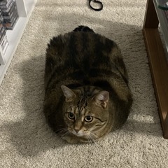 Sam
