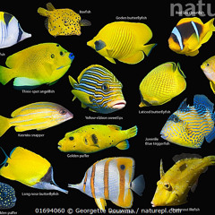 Mango Aquarium