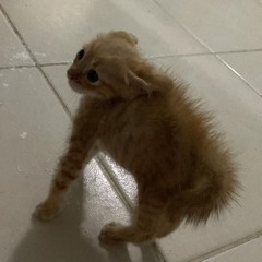 nghienzzhj