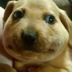 Jordan Josh Carpenter