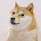 lil doge