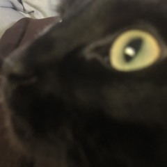 Mr Kool Kat Klub