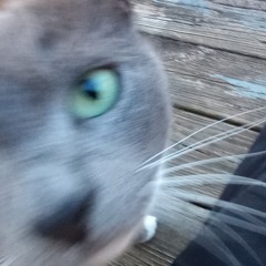 faded.will
