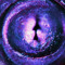 dandulko104