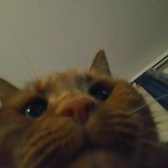 joe.