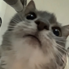 gfish