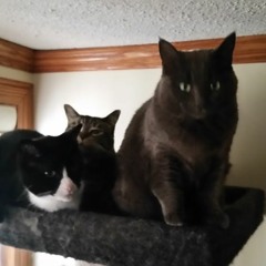 Jellybean-Turnip Tortellini