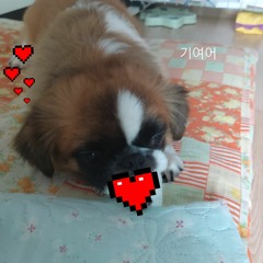 한이보라💙