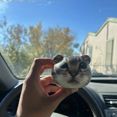 schizocat
