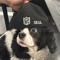 dogs