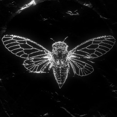 33cicada