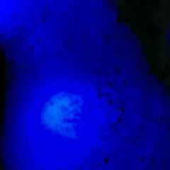 The Mirror Simulation