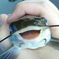 Fish Bones