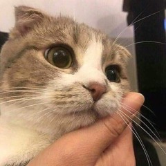 Mây