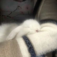 lu :3