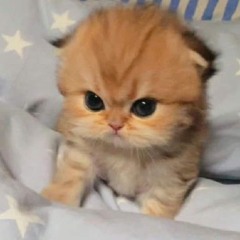 Trần Phước Sang