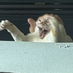 Psycho