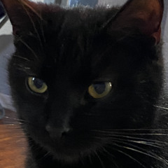 Pepper