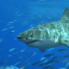 BullShark